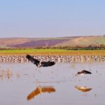 La wilaya d’Oran recèle quatre zones humides classées à l’échelle mondiale au titre de la convention Ramsar